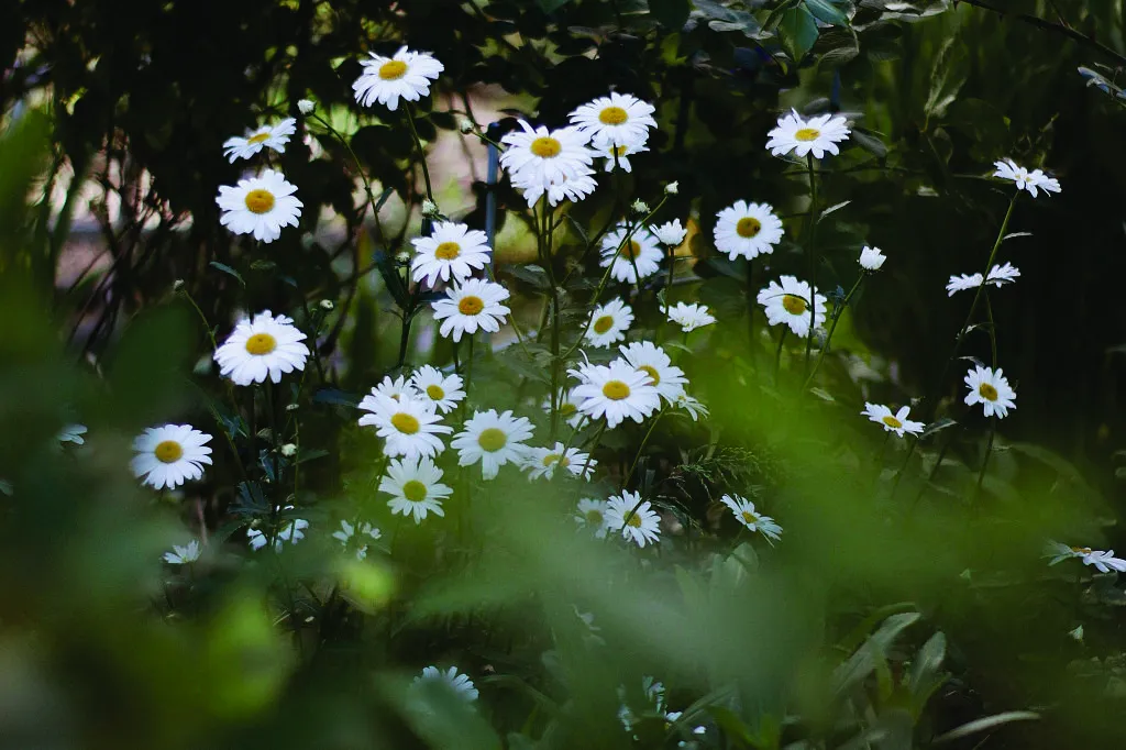 ভবন সাজুক শীতবৃক্ষে