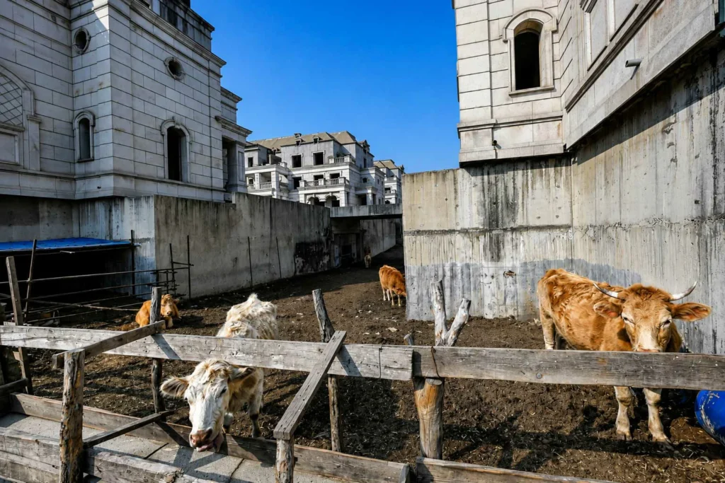Cattle