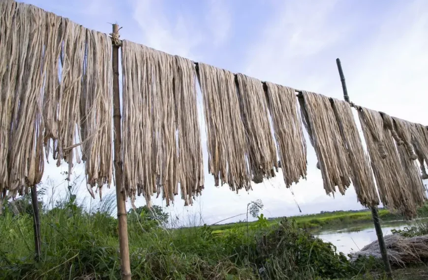 আবার কি ফিরবে ‘সোনালী আঁশের’ সোনালী দিন?